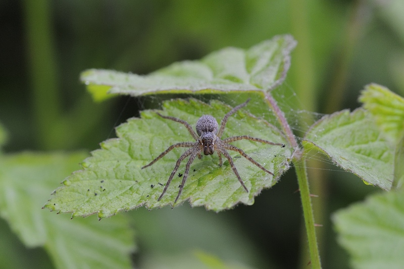 Dolomedes sp.